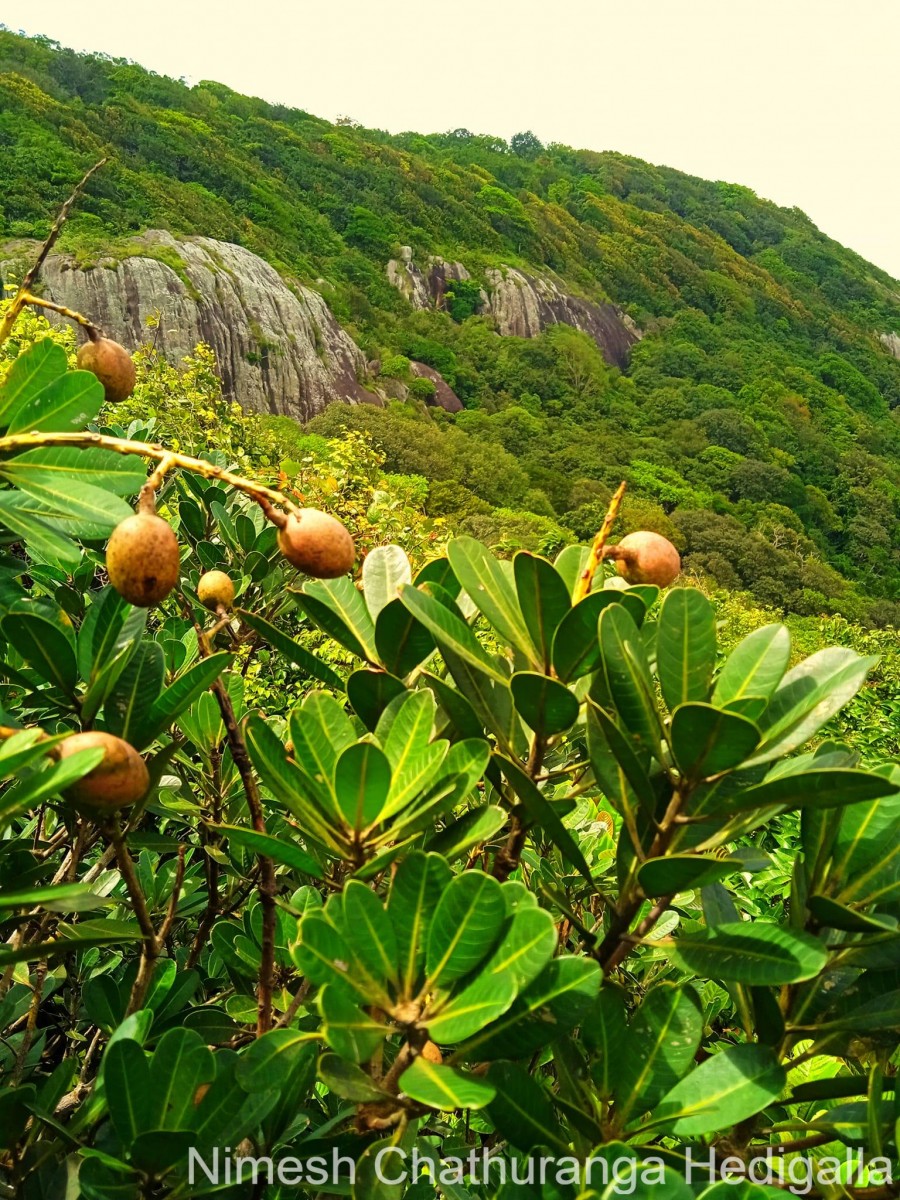 Mangifera zeylanica (Blume) Hook.f.